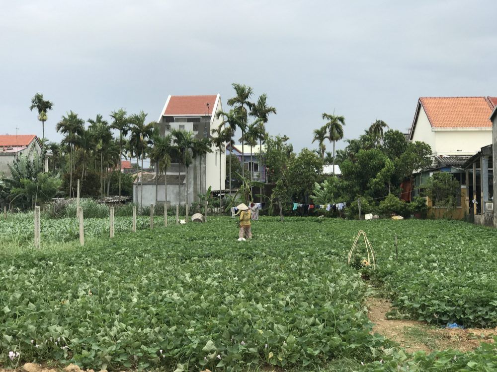 Things to do in Hoi An