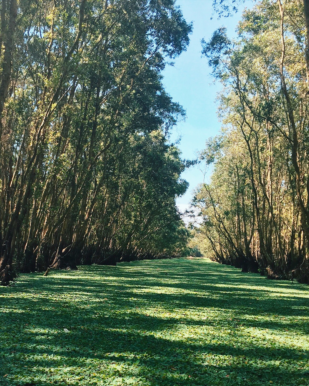 Image courtesy @dinhthaogl93 ho chi minh weather december